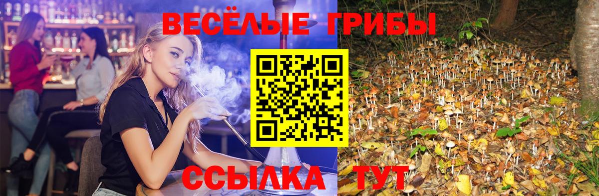 Псилоцибиновые грибы MAGIC MUSHROOMS Чернушка